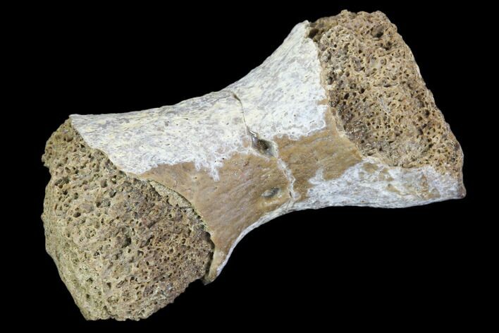 Fossil Phytosaur Toe Bone - Arizona #102440